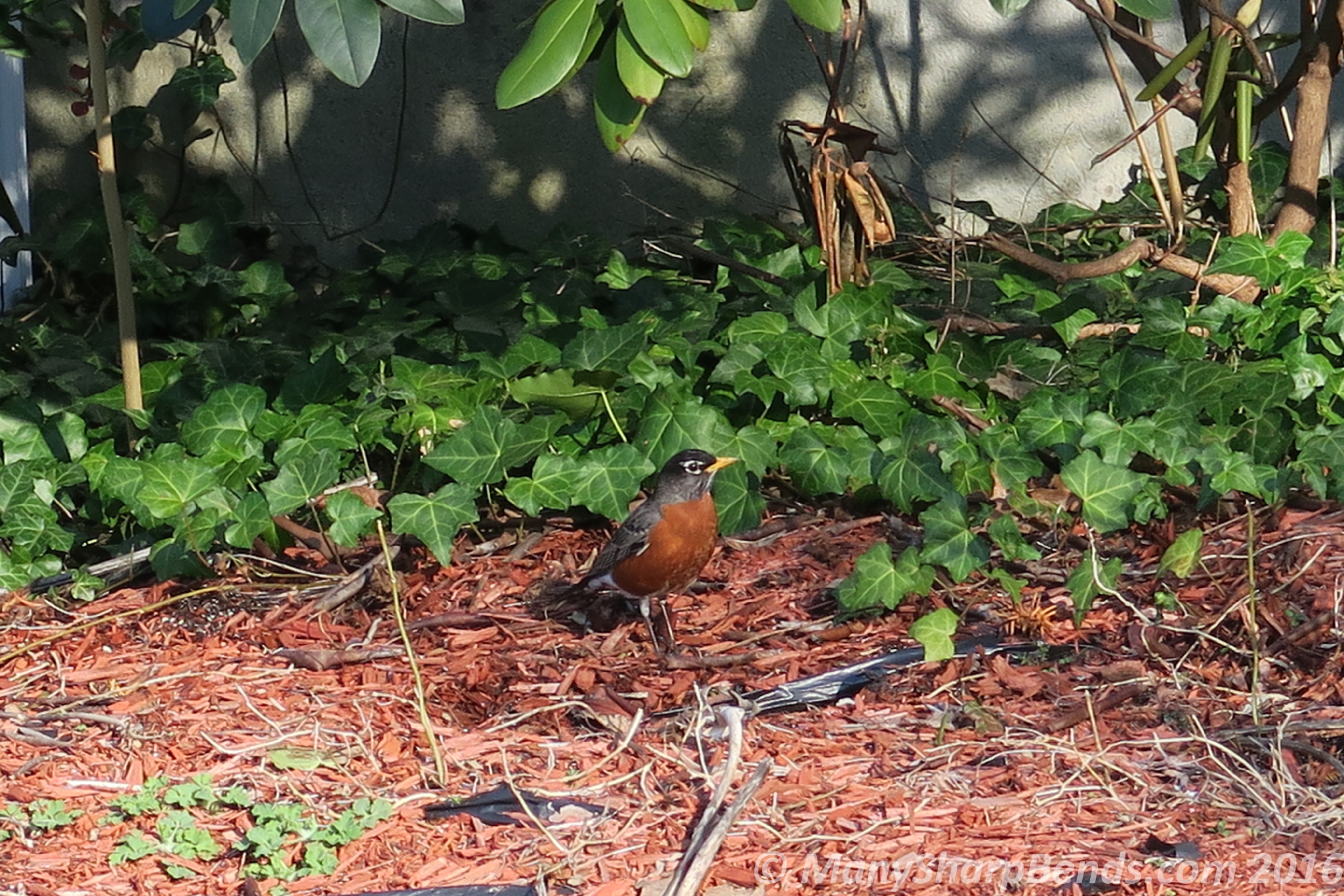 American Robin - the state bird of Connecticut