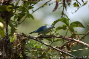 Blue-grey Tanager