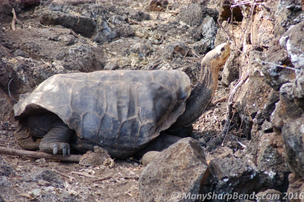 Las Islas Encantadas: The Bewitched Islands a.k.a Galapagos