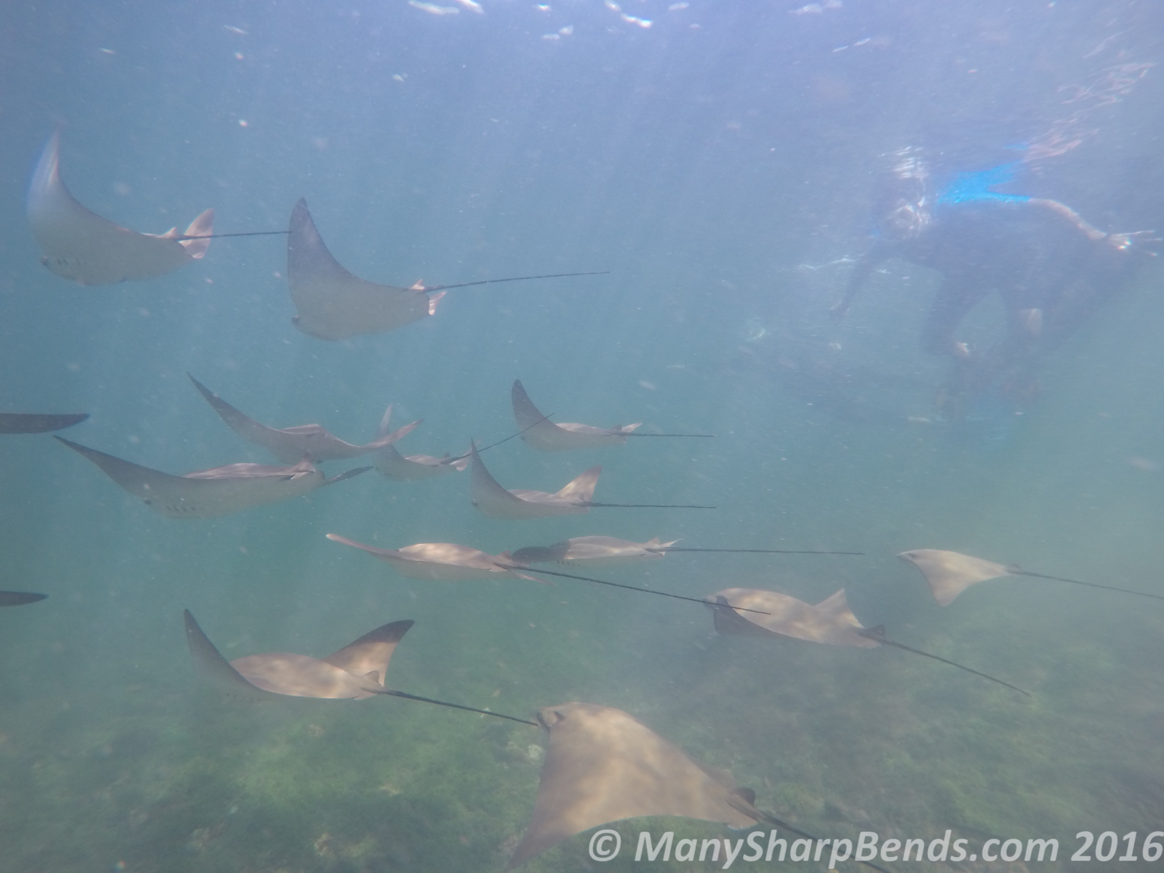 DCIM100GOPROGOPR1253.