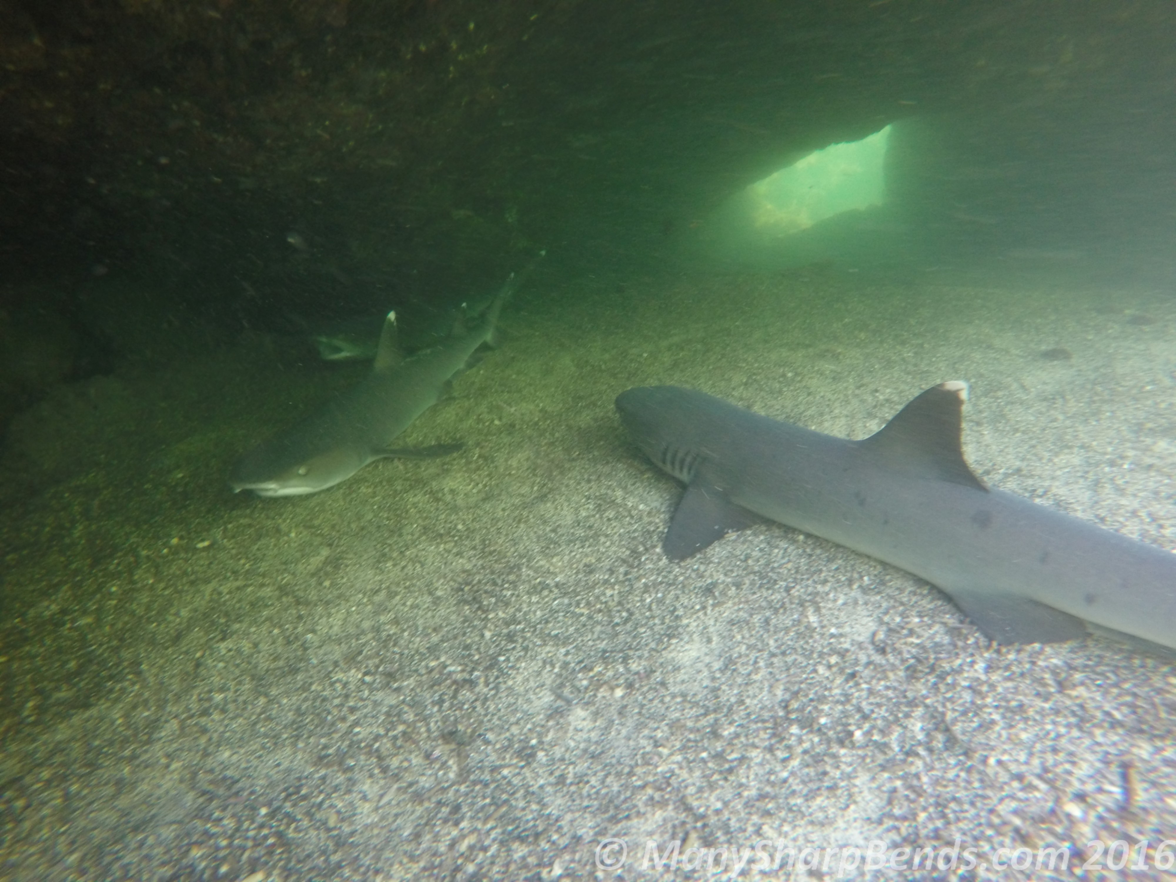 DCIM100GOPROGOPR1271.