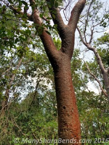 Gumbo Limbo Tree