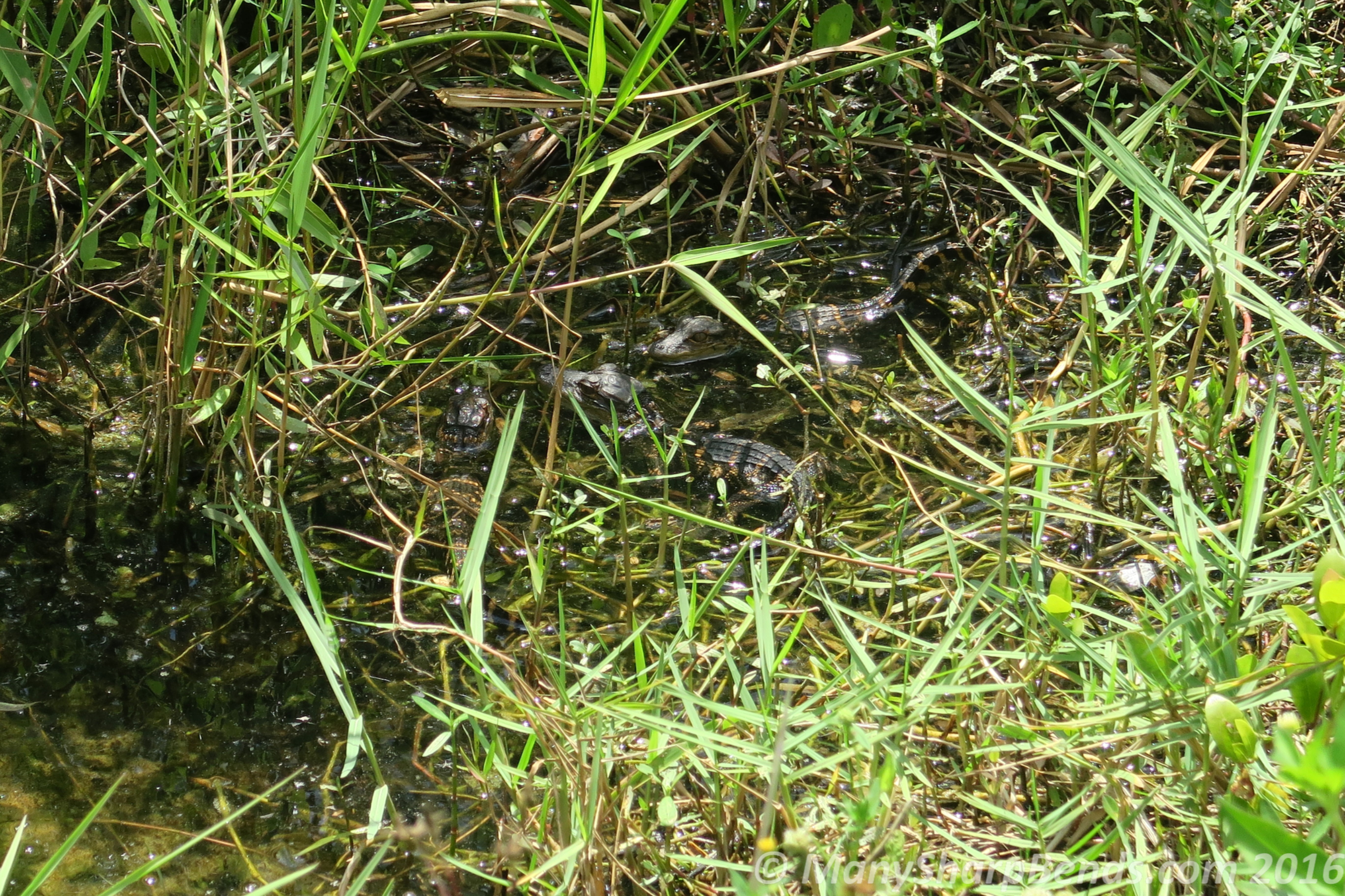 Congregation of baby alligators