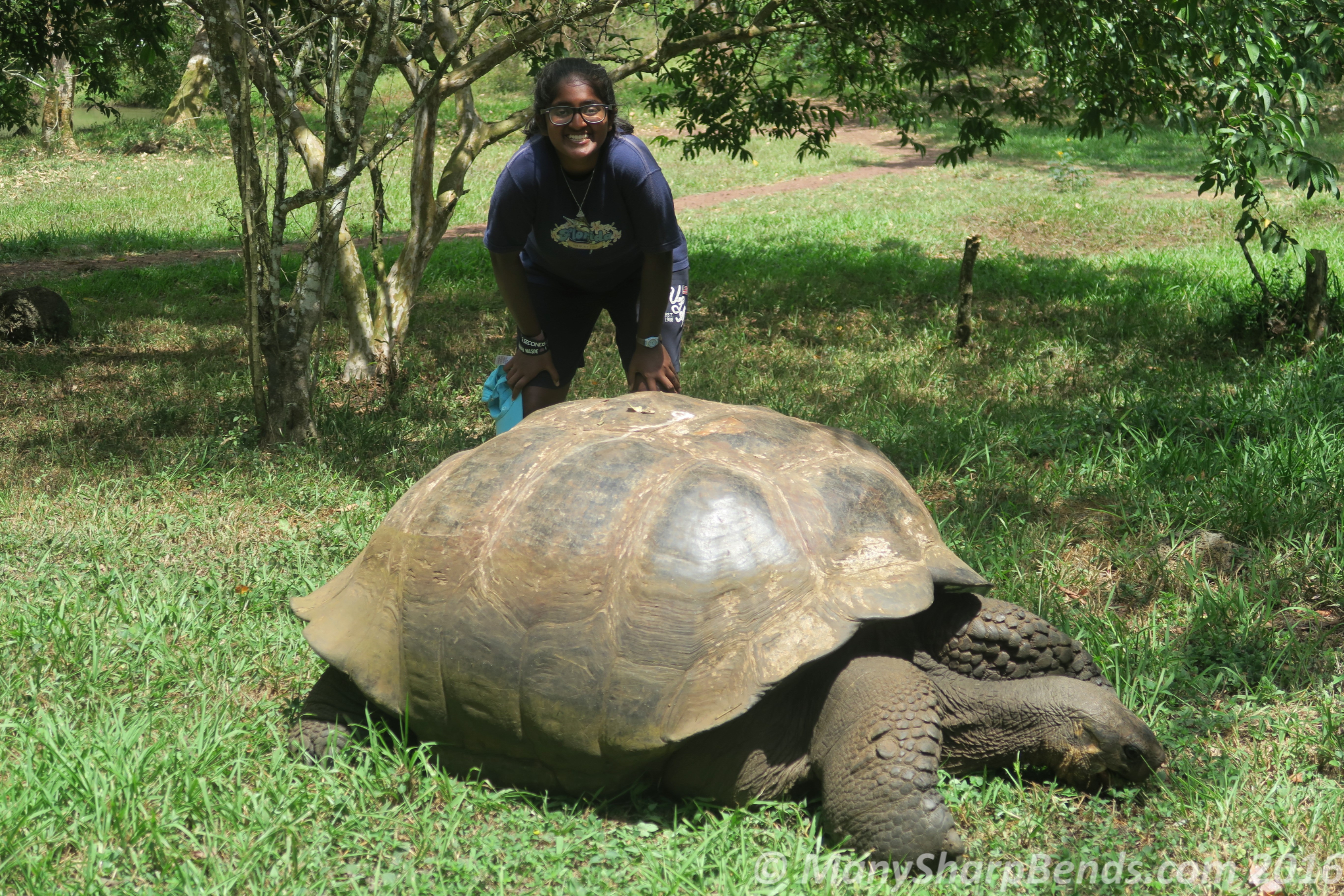 This 100+ years old giant munches on grass