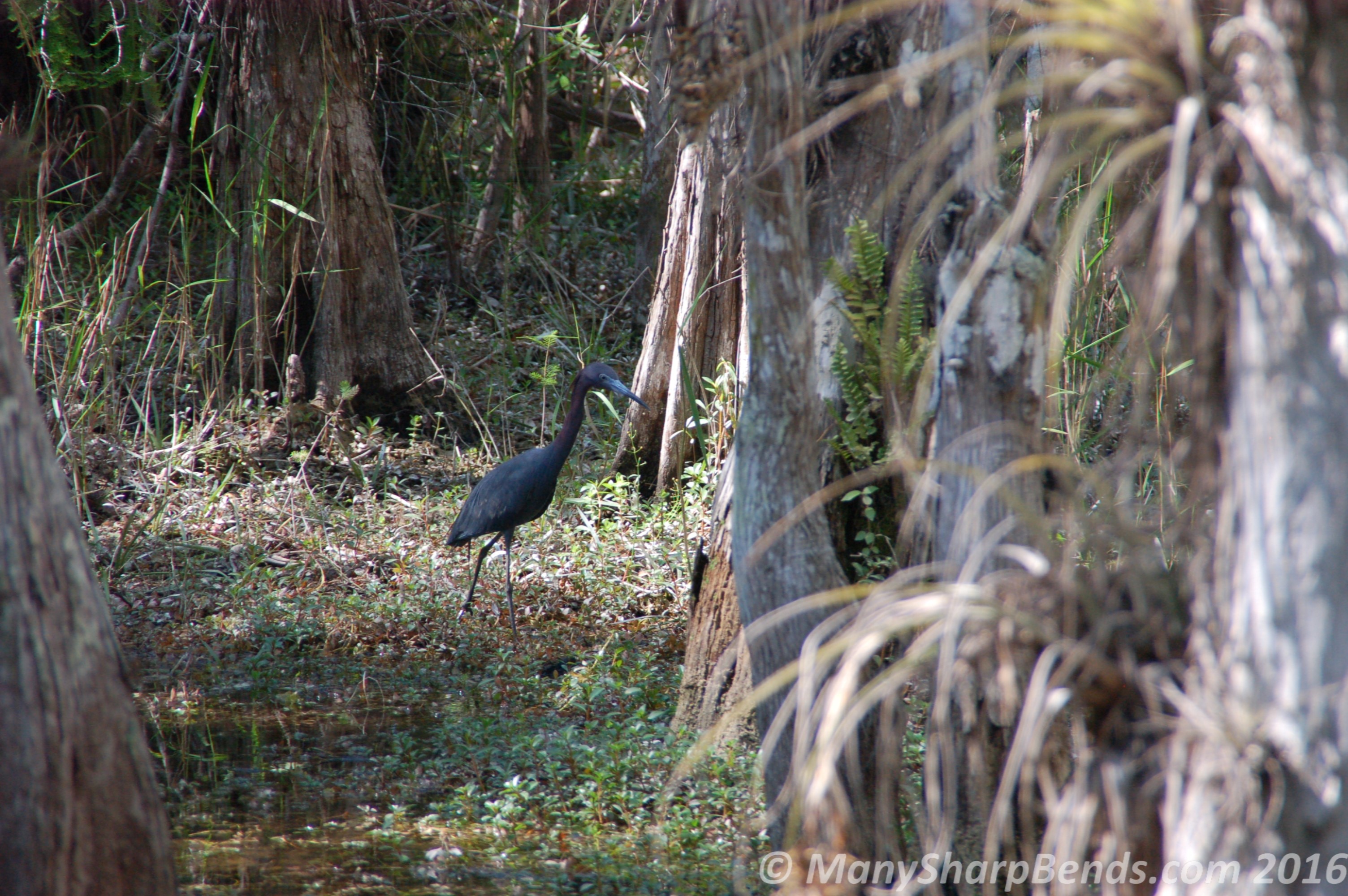 Little Blue Heron