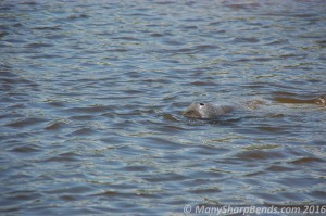 Manatee
