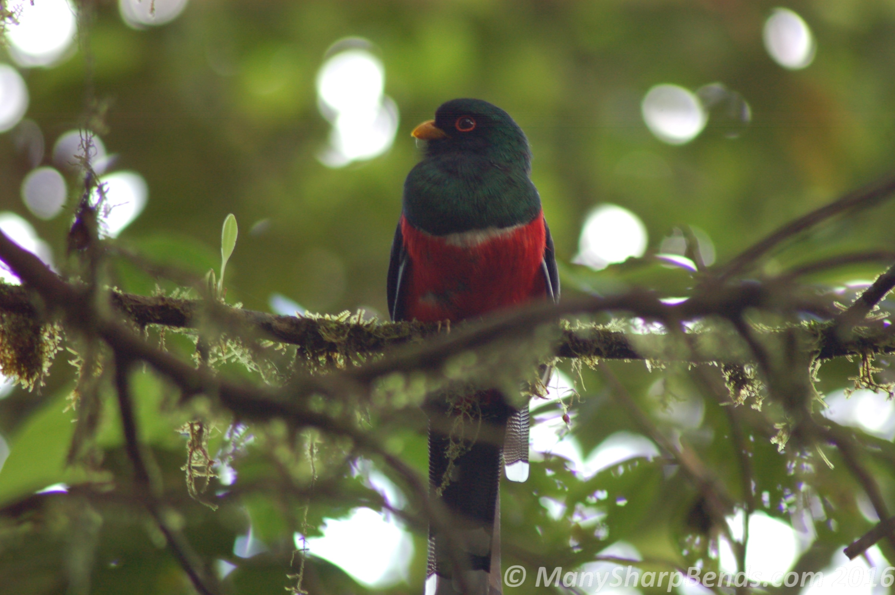 Masked Trogon2