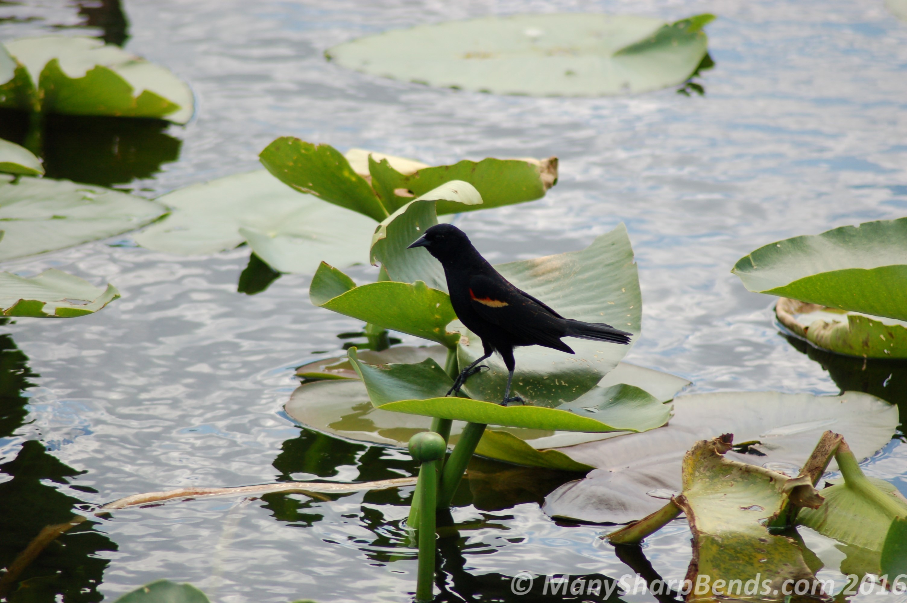 Redwinged Blackbird - Warrior of Everglades
