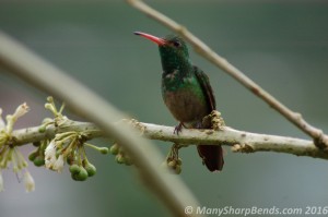 Rufous-tailed Hummingbird