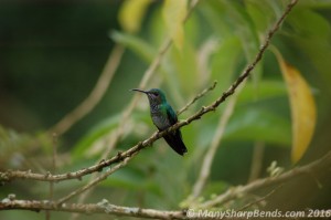 White-necked Jacobin - Female