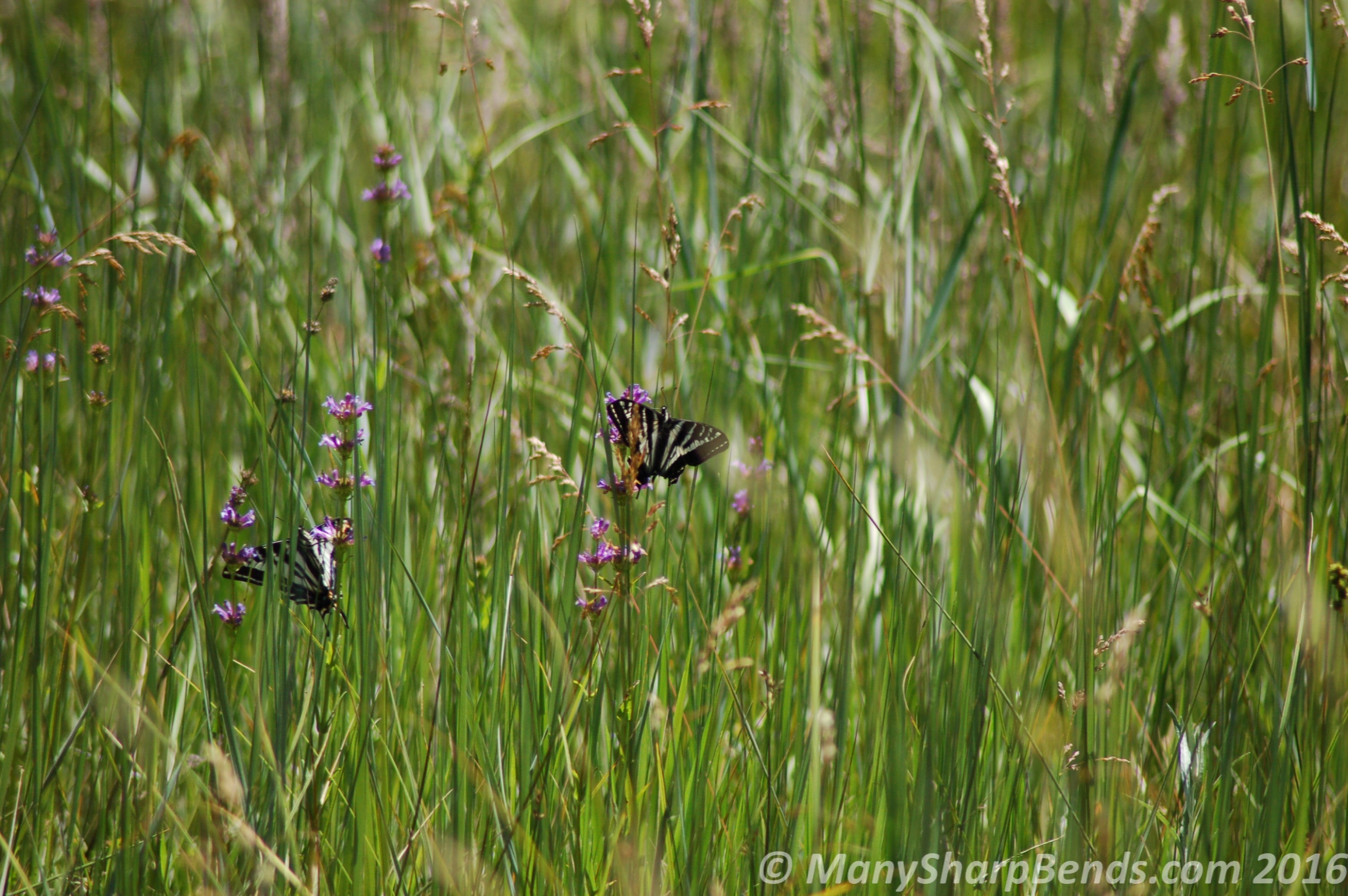 Winged Beauties - a couple of Swallow Tailed Butterflies in the meadows near El Capitan