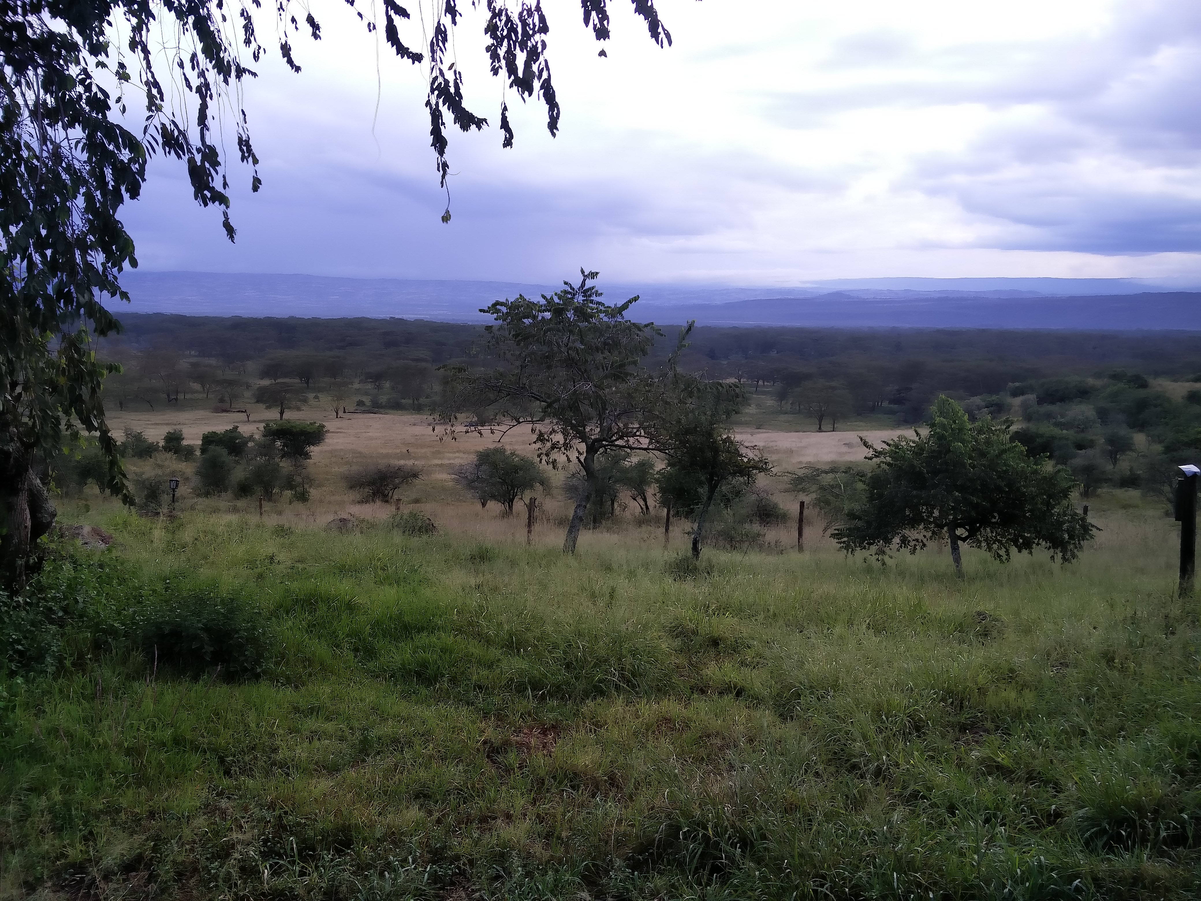 A serene view from our balcony at the Lake Nakuru Lodge