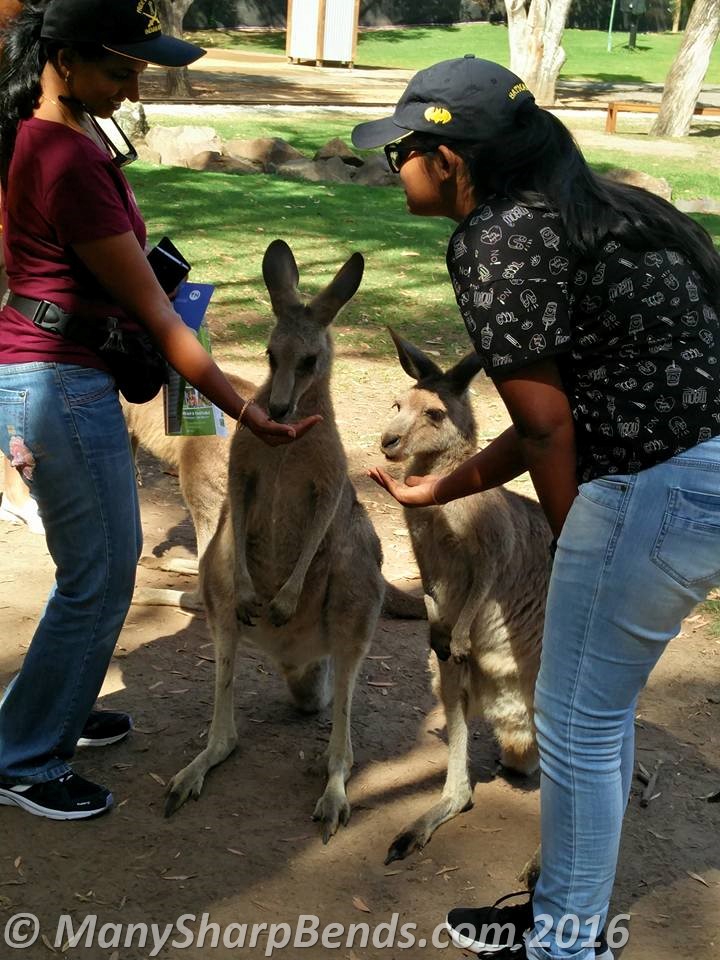 feeding-kanga-roo