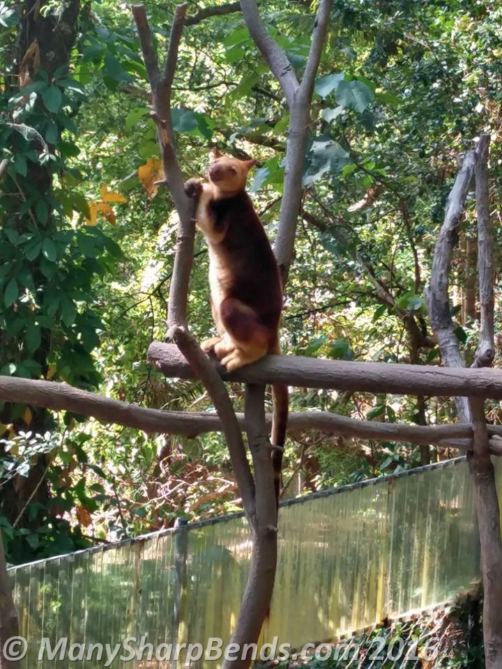 Goodfellow's Tree Kangaroo, native of rainforests of New Guinea 