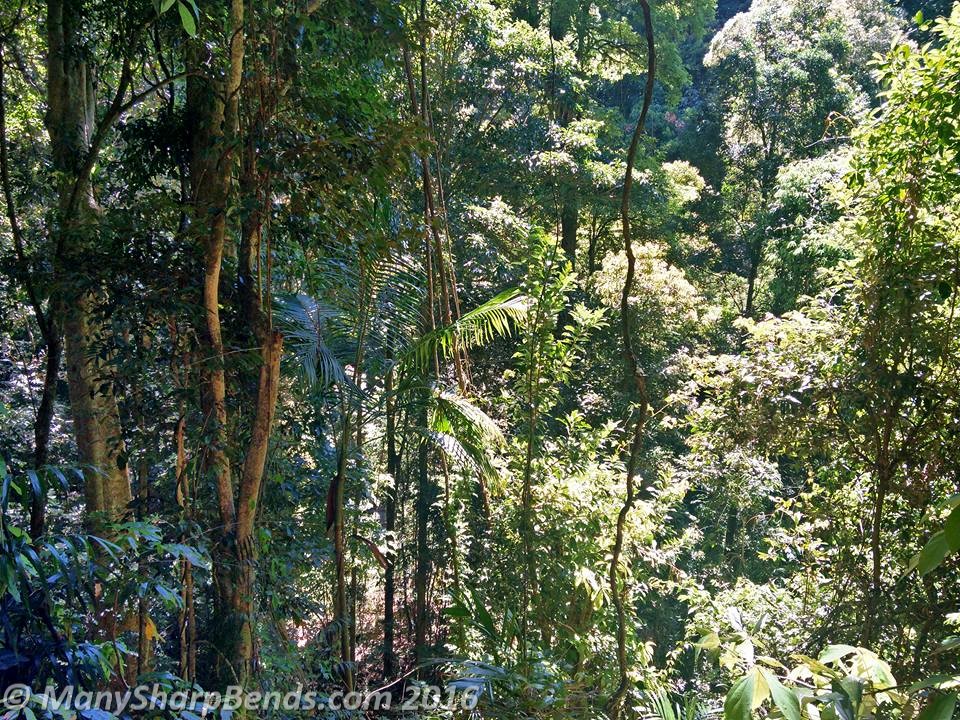 springbrook-rainforest