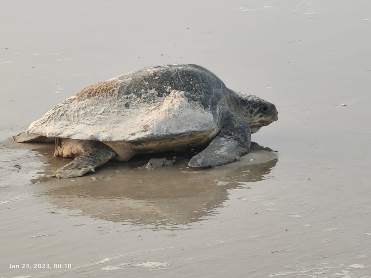A Fortuitous Encounter in Goa!
